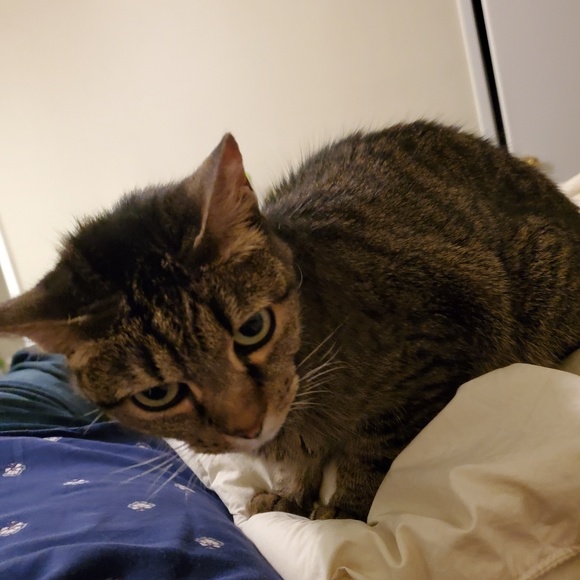 Meet your Posher, Katie - Picture 1 of 1